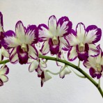Dendrobium Ang Peng Boon Splash Flowering Size